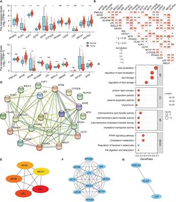 Characterization of lipid droplet metabolism patterns identified prognosis and tumor microenvironment infiltration in gastric cancer